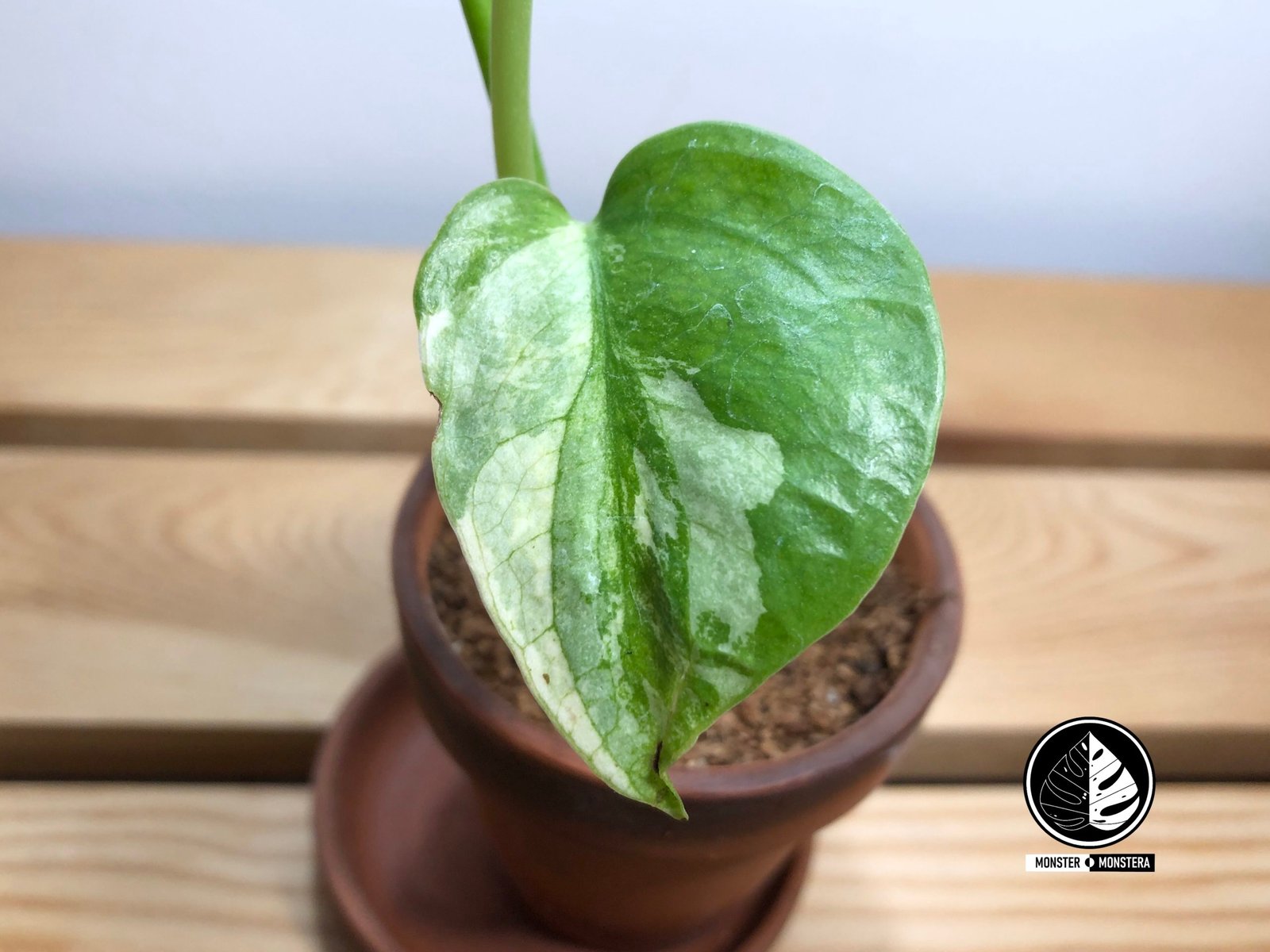 White Variegated Monstera Deliciosa (small) – Monster Monstera