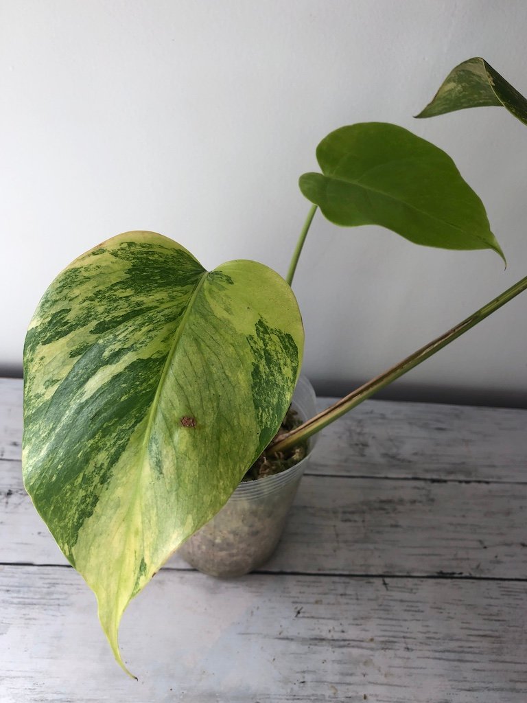 Yellow Variegated Monstera Monstera Borsigiana Aurea Variegata B Monster Monstera