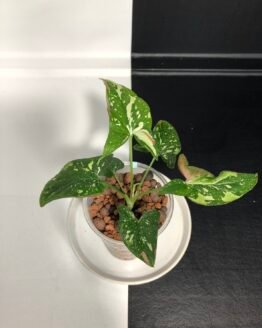 Syngonium Red Spot Tricolor | Rooted Plant #1 | シンゴニウム　レッドスポットトライカラー