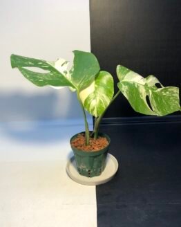VARIEGATED MONSTERA BORSIGIANA | full plant #1 | 斑入り モンステラ ボルシギアナ