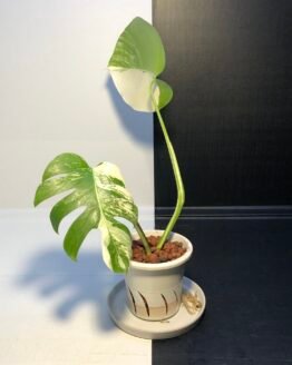 VARIEGATED MONSTERA BORSIGIANA | full plant #2 | 斑入り モンステラ ボルシギアナ