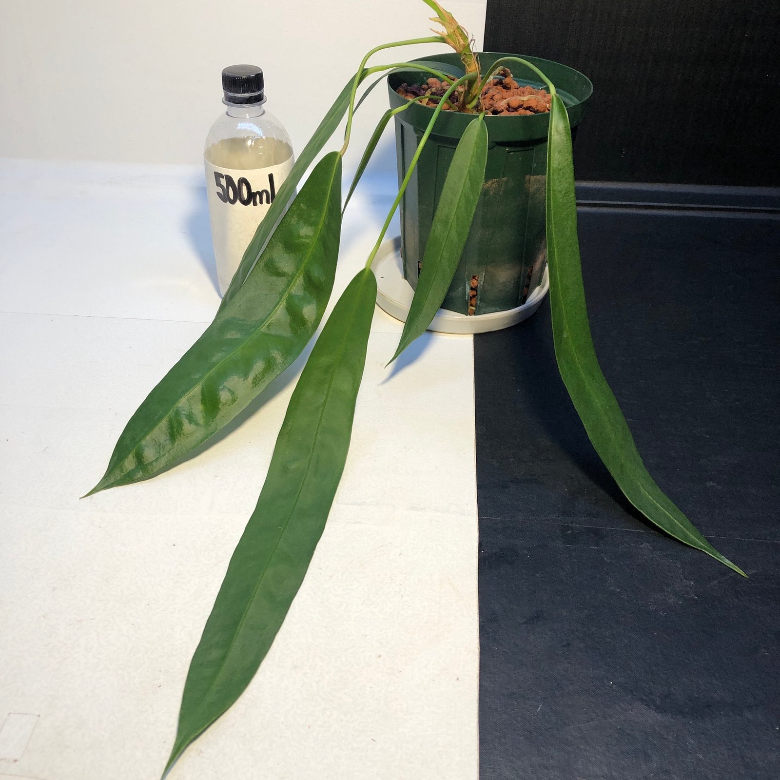 アンスリウム ウェンドリンゲリ - 植物/観葉植物