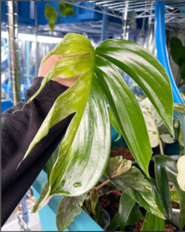 Variegated Rhaphidophora Decursiva Full Plant | 斑入り ラフィドフォラデカーシバー