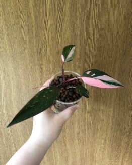 variegated Philodendron pink princess | フィロデンドロン ピンクプリンセス