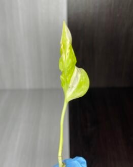 Epipremnum aureum pothos Teruno Espri | Teruno series | 2 leaf cutting