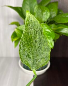 Epipremnum pothos Teruno Linda | Teruno series | 5 leaf vine