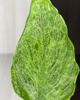 Epipremnum aureum pothos Teruno Linda | Teruno series | 2 leaf cutting