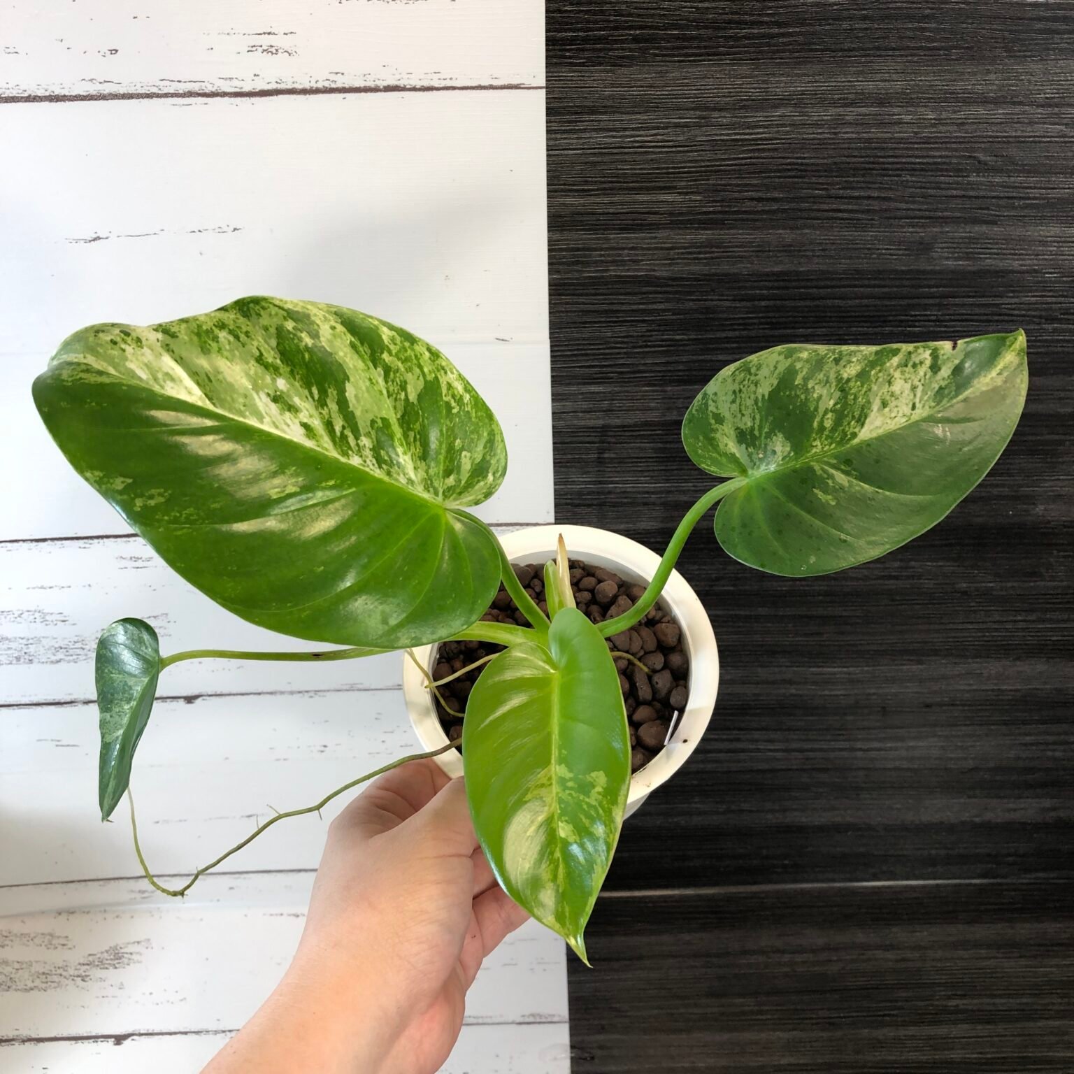 Variegated Philodendron giganteum ‘blizzard’ – The Halfmoon Den