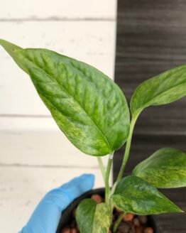 Epipremnum pinnatum mint
