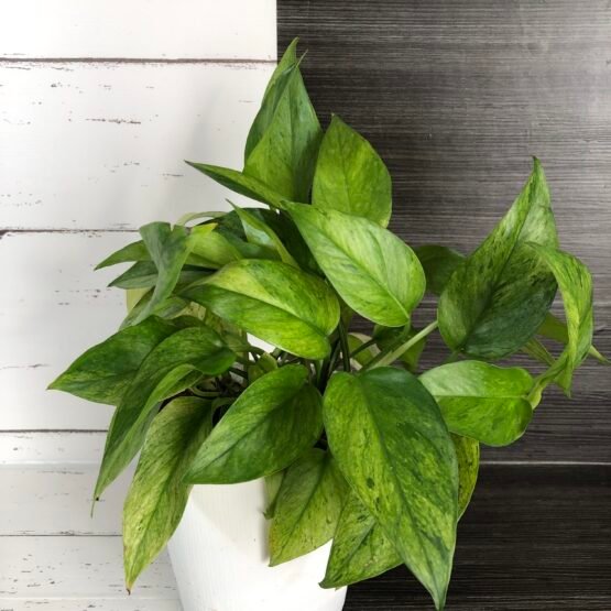 Epipremnum pothos Asaoka Green Scratch | 5 leaf vine – The Halfmoon Den