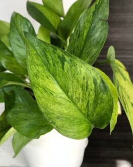 Epipremnum pothos Asaoka Green Scratch | 2 leaf cutting